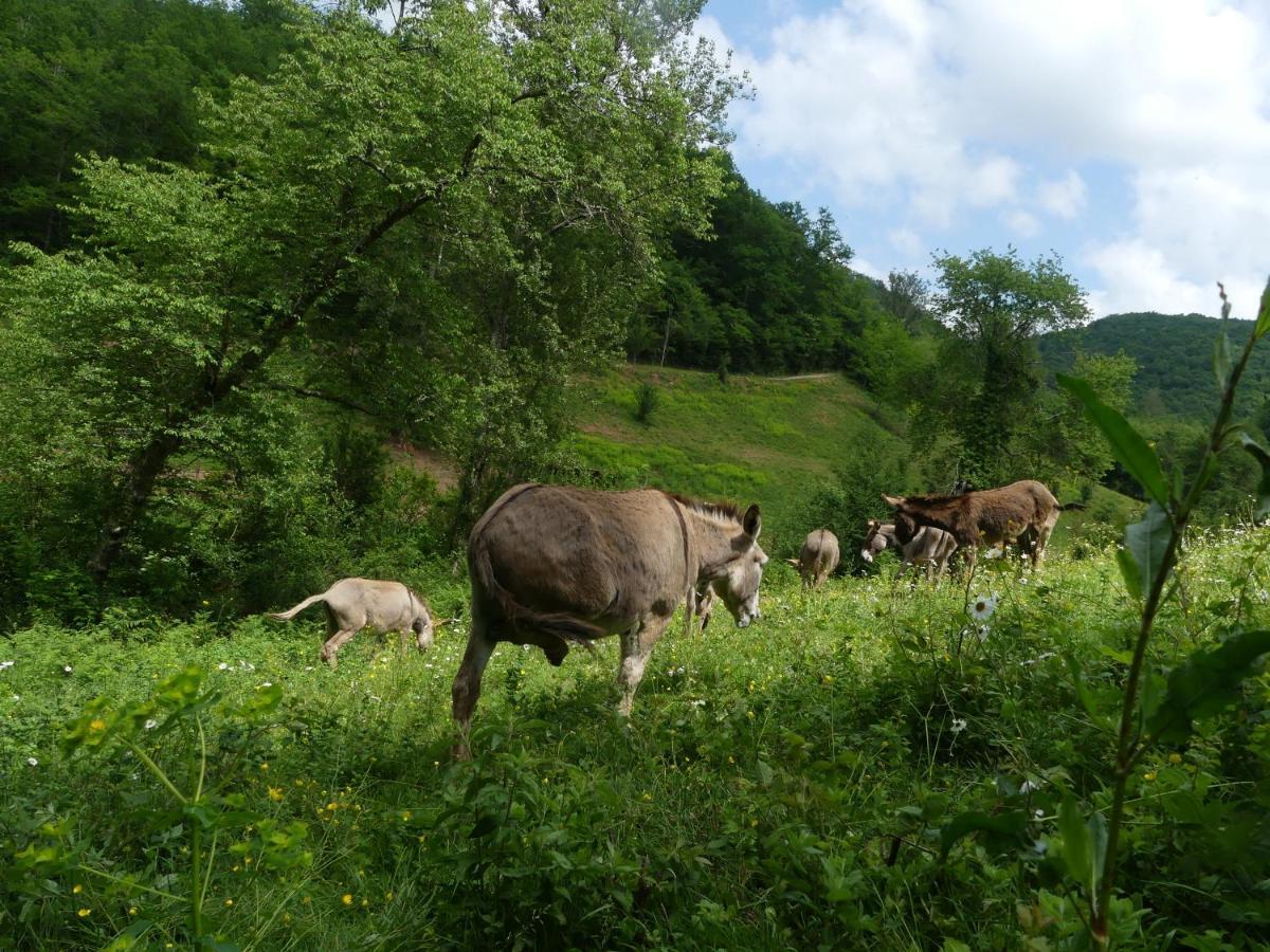 Source Nature Mas-d'Azil Esterno foto